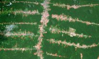 Deforestation Most Common Along Roads and Rivers