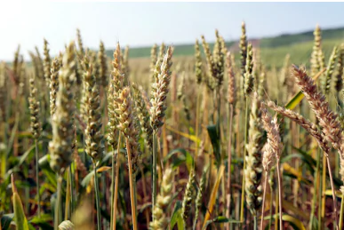 ‘Exceptional Year’ for Agriculture in French Region Île de France