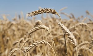 6 Signs You Might Have Gluten Sensitivity and Not Know it