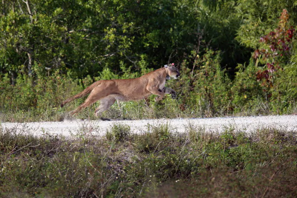 The House’s Continued Assault on Endangered Species