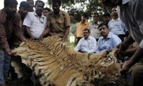 India Biodiversity Seriously Threatened