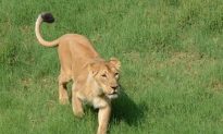 Special Names for Endangered Asiatic Lions in India