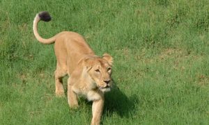 Special Names for Endangered Asiatic Lions in India