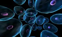 This Can Make the Organs in Your Body Transparent