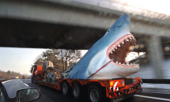 Man Finds 5.5-Inch Megalodon Shark Tooth on North Carolina Beach
