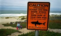 Surf Beach in California Shark Attack: Shark Week Program ‘Great White Serial Killer’ Claims Another Attack Could Happen