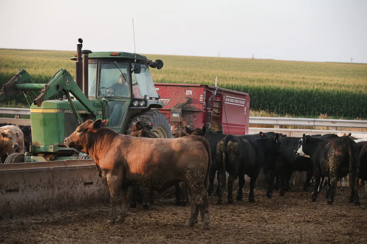 Ted Fox feeds cattle on his farm on Aug. 9, 2014 near Osage, Iowa. In retaliation for sanctions imposed on them, Russia announced a ban on food imports from the United States and other nations. (Scott Olson/Getty Images)