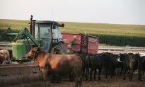 In Trade Wars, Everybody Loses