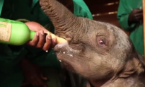 Baby Elephant Rescued After Wandering Away From Family (Video)