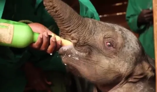 Baby Elephant Rescued After Wandering Away From Family (Video)