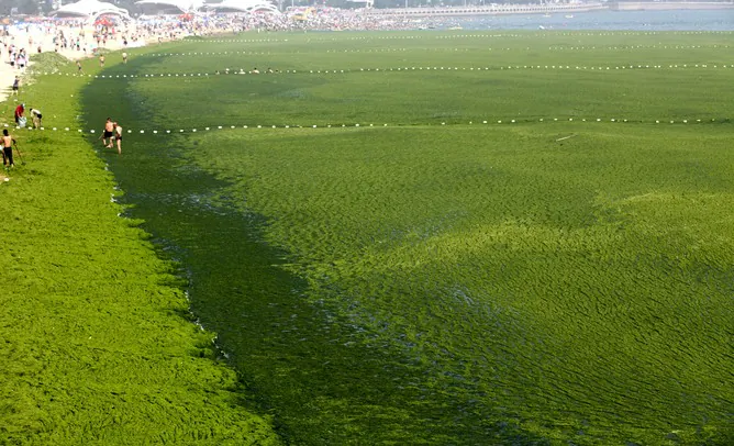 China’s Economic Explosion Is Ravaging Its Coastal Ecosystems