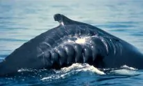 Could This Be One Reason Why Whale Populations Have Not Recovered Following Hunt Ban?