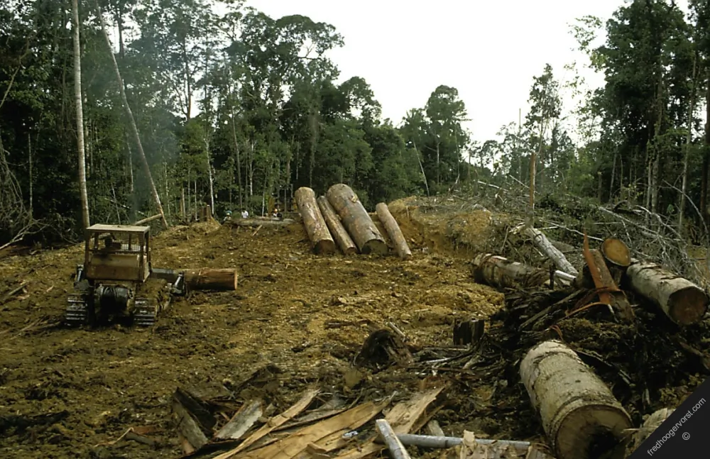 Destroyed rainforest