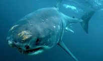 Jaws Strikes Back: Discovery Shark Week Explores Guadalupe Island, Great White Sharks