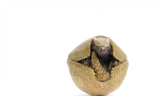 Why Roly Polys Are Actually Secret Mini Ninja Armadillos