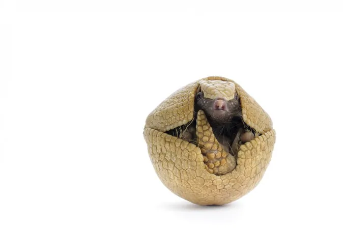 Are roly polys secret mini ninja armadillos? (Shutterstock*)