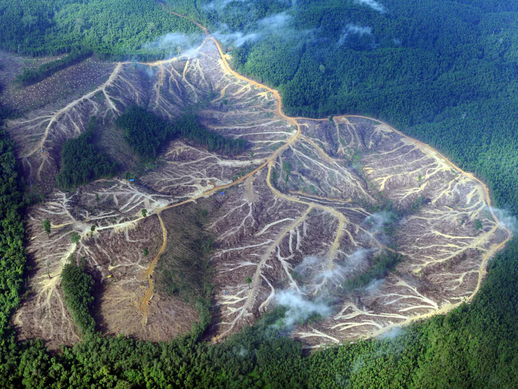 Rainforests are cleared and the land stripped of nutrients through burning in an attempt to grab some of the biofuel economy.