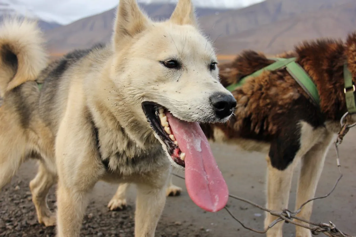 Husky dog sledding Svalbard (The Culture Map)