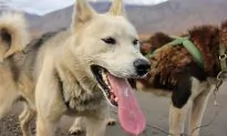 What’s It Like Driving Your Own Team of Husky Dogs in the Arctic of Norway?