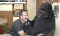Video: Little Girl Who Grew up With Gorillas Reunites With Them 12 Years Later