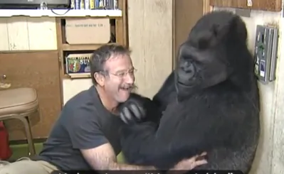 Watch: Gorilla Uses Sign Language to Implore Humans to Protect the Earth