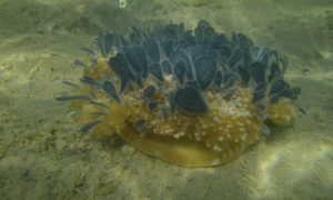 New Discovery: India's First Jellyfish Lake