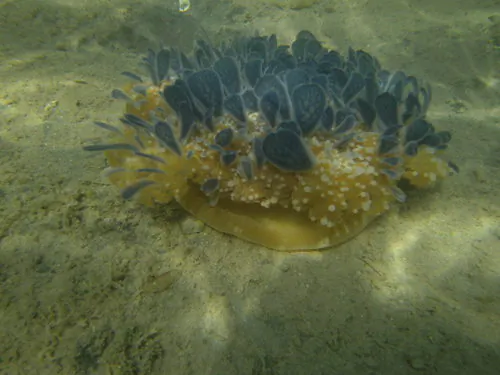 New Discovery: India’s First Jellyfish Lake
