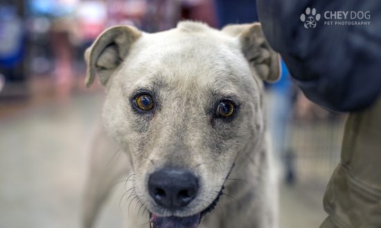 Tinder App Dogs Searching for Permanent Love