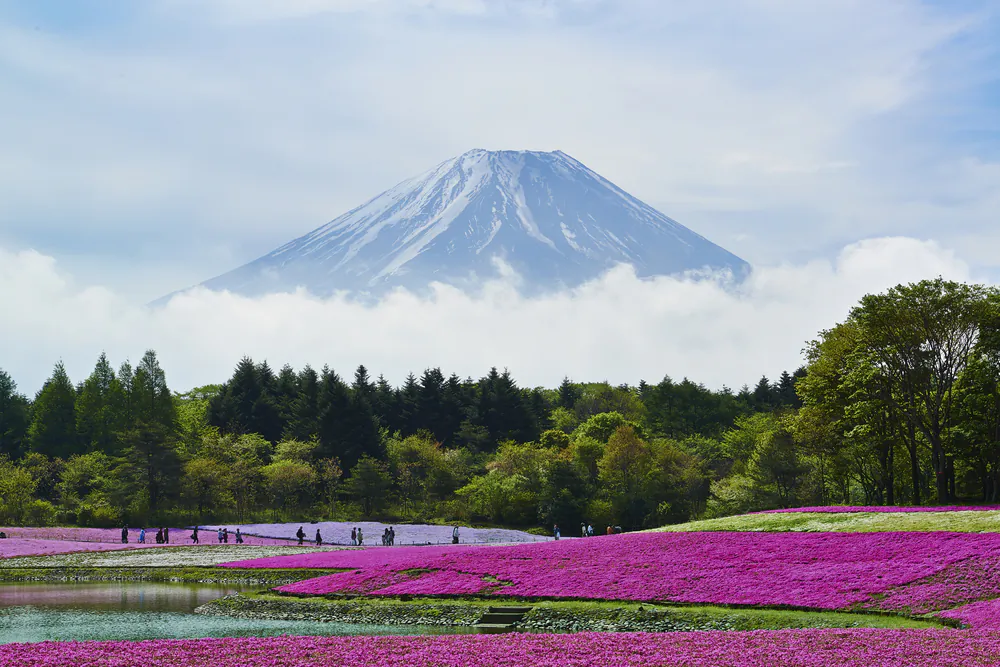 Purple flowers and Mt.Fuji in Japan. (*Shutterstock)
