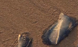 Thousands of Mystery Creatures Invading Beach (Video)