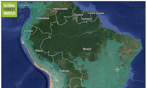 Peruvian Deforestation- A Paradise Lost
