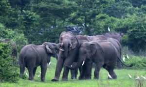 Resolving Elephants/ Human Conflicts in India