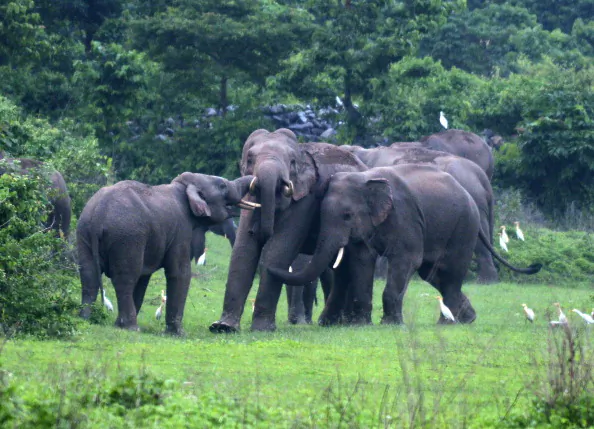 A herd of wild elephants are pictured as they stray close to Kolabari village in Naxalbari, some 50 kms from Siliguri, on June 14, 2014. (Diptendu Dutta/AFP/Getty Images)