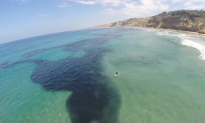 Millions of Anchovies Make Rare Appearance (Video)