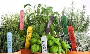 6 Herbs that Enhance Digestive Health