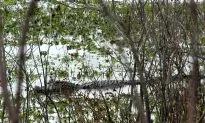 Authorities Search for Boy Dragged Into Water by Gator by Disney World