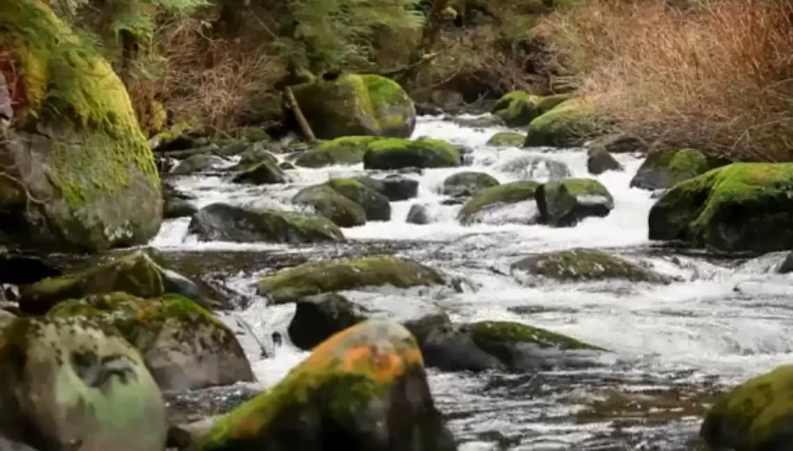 Great Bear Rainforest (AOL videos)