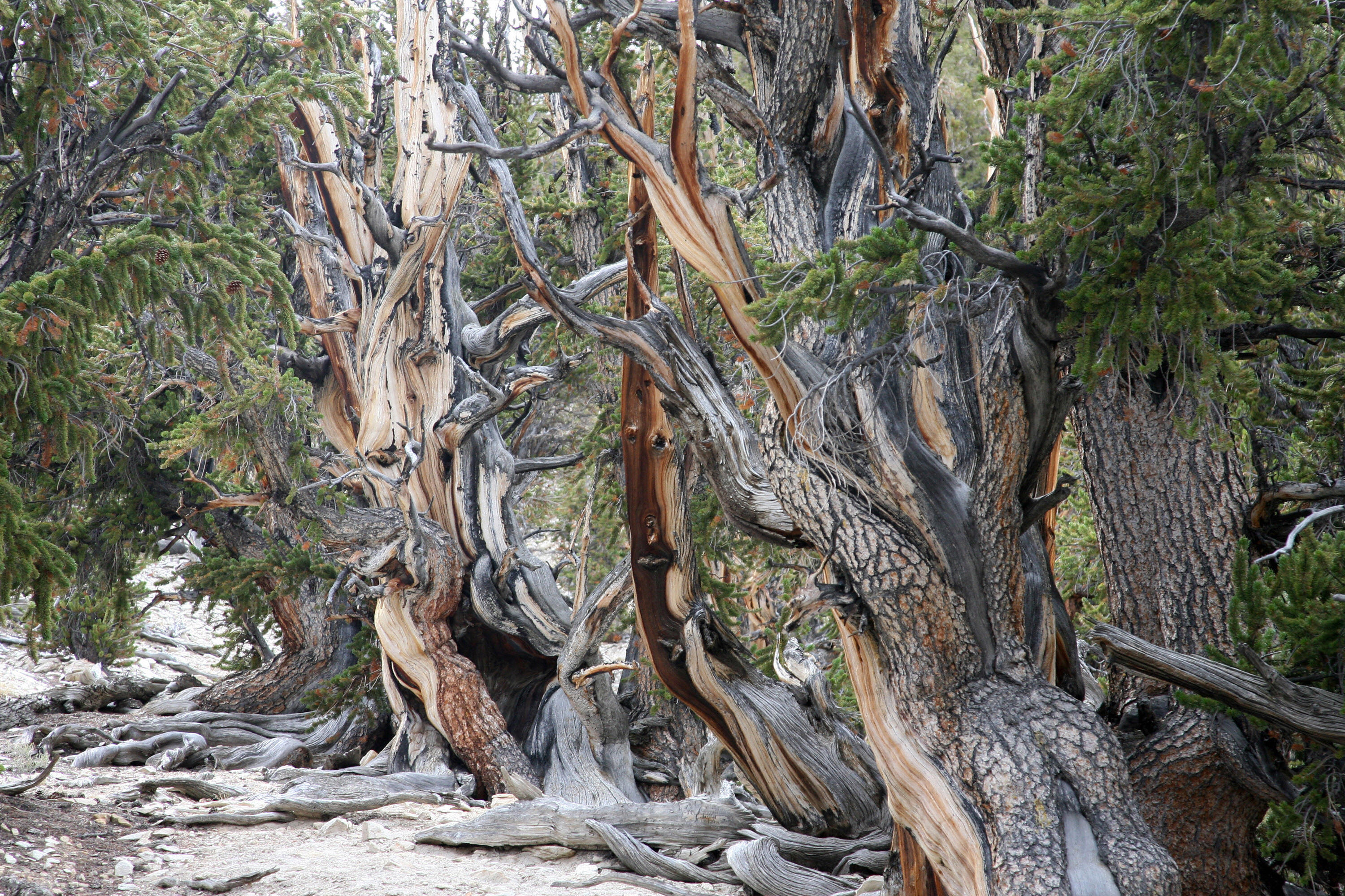 Самое старое дерево в мире 1000 лет