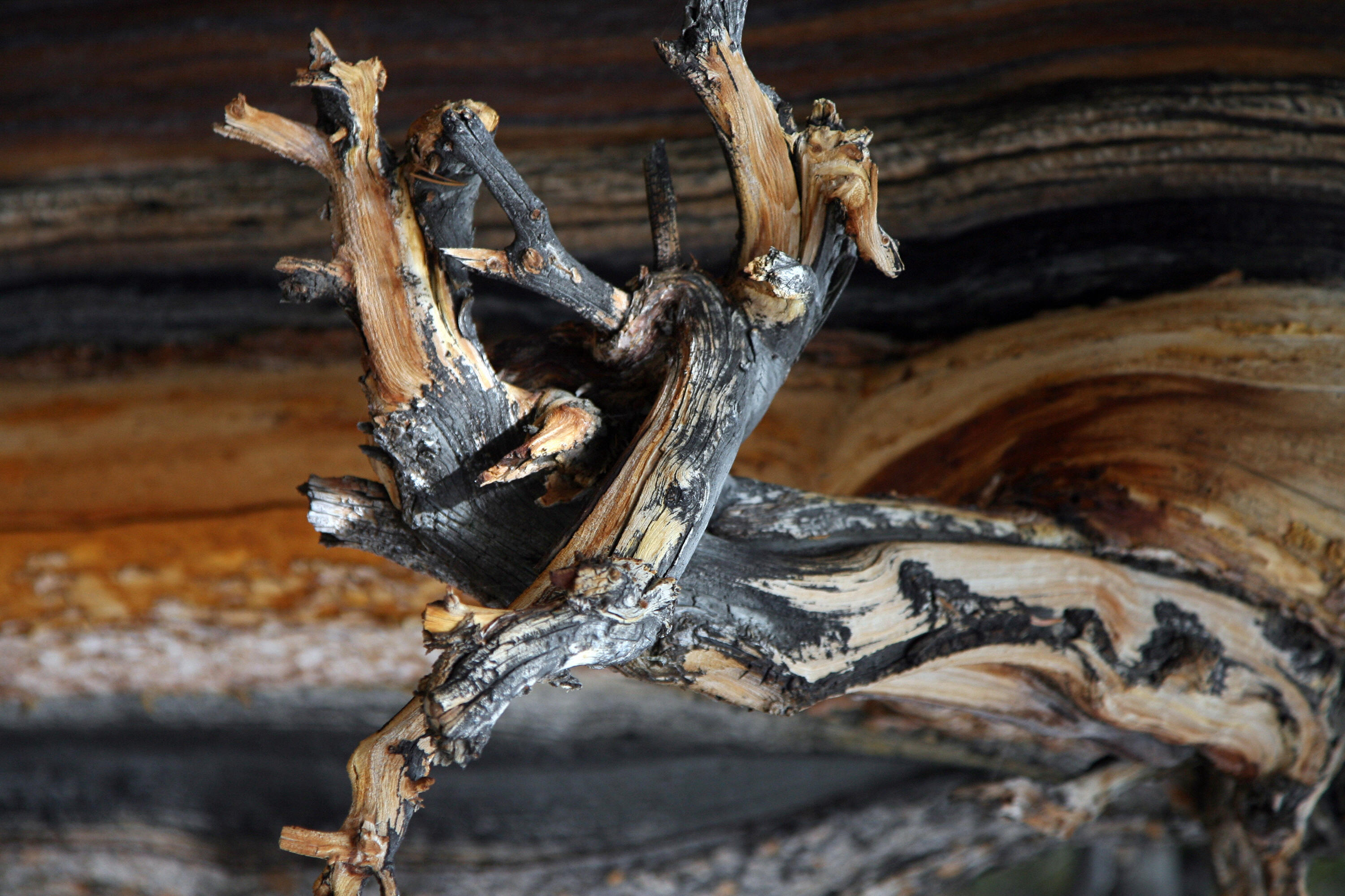 World’s Oldest Trees 3,000 to 9,500 Years Old
