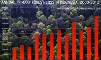 Indonesia Plans to Cut 14M Hectares of Forest