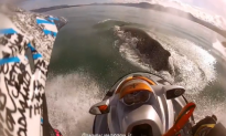 Surprised Skier Glides Over Whale (Video)