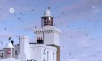Coquet Island – Saving Unique Seabirds Place (Video)