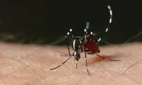 Dengue Fever Spreads in Guangzhou in Southern China