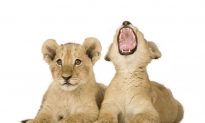 Why Do We Yawn? (It’s Not What You Think…)