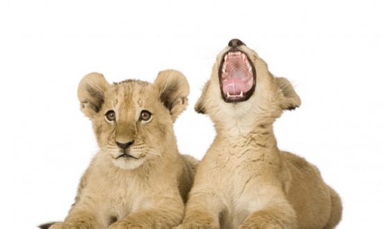 Why Do We Yawn? (It's Not What You Think…)