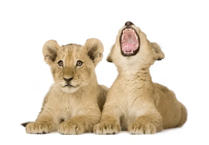 Lion cubs (Shutterstock*)