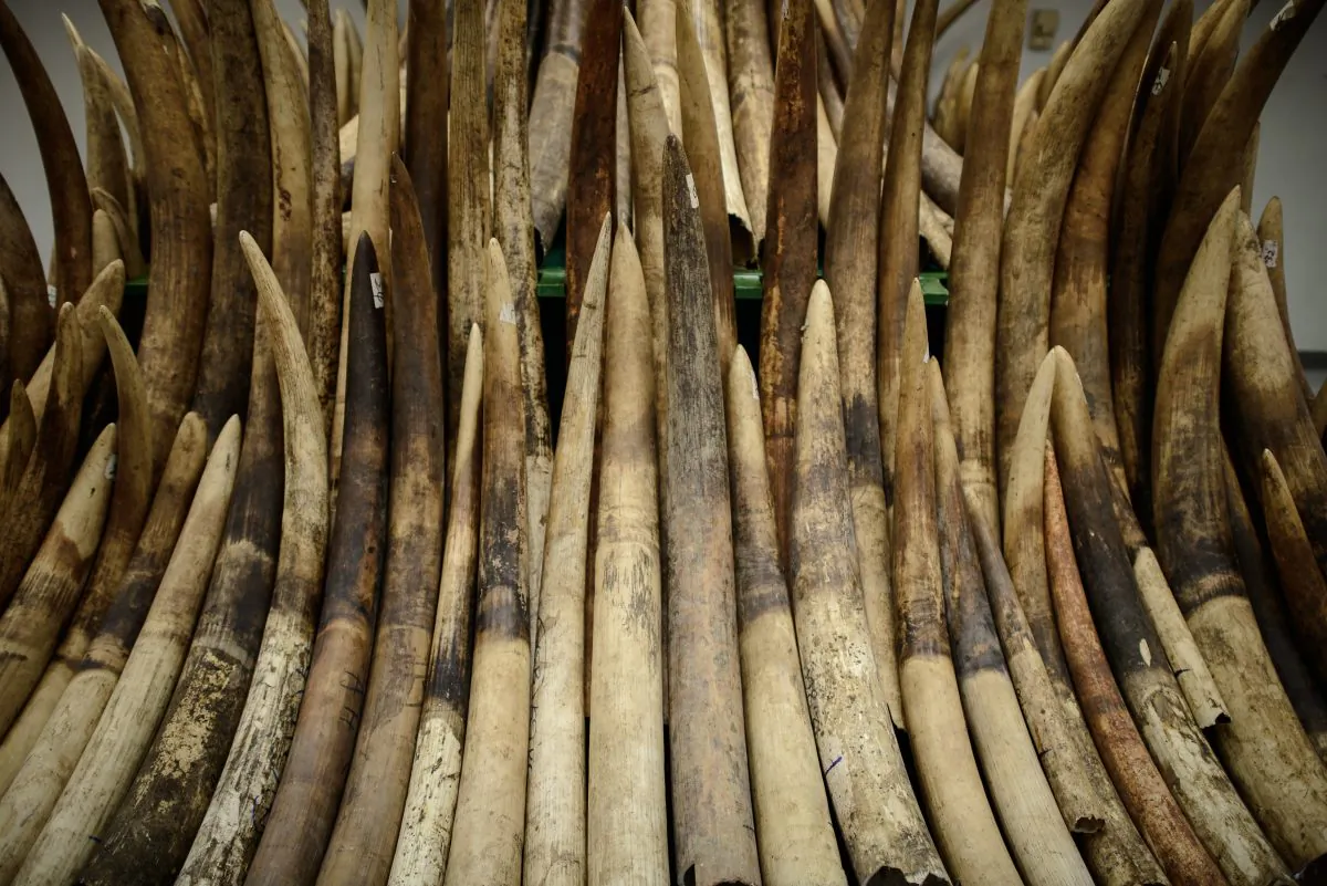 Seized ivory tusks are displayed prior to their destruction by incineration in Hong Kong on May 15, 2014. Authorities incinerated the first batch of its almost 30 tonnes of ivory seized from smugglers. (Philippe Lopez/AFP/Getty Images)