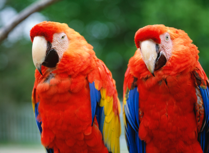 Parrots