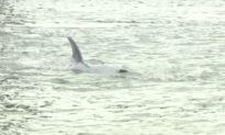 40-Foot Whale Spotted in Unlikely Place (Video)