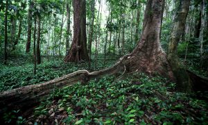 Norway Gives Rainforest Conservation a Hand